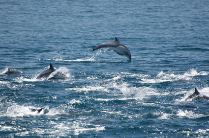 dauphins